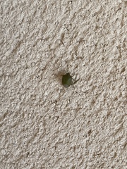 Acrosternum rubescens