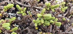 Veronica quadrifaria