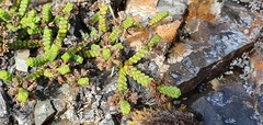 Veronica quadrifaria