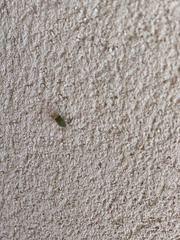 Acrosternum rubescens