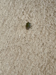 Acrosternum rubescens