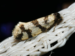 Lepidoscia characota