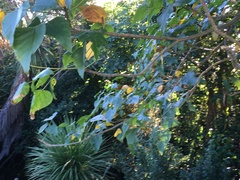 Veronica stricta stricta