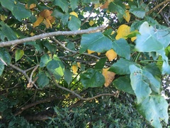 Veronica stricta stricta
