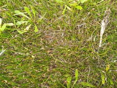 Schoenus concinnus