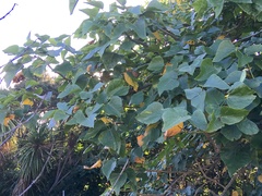 Veronica stricta stricta