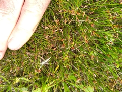 Schoenus concinnus