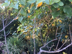 Veronica stricta stricta