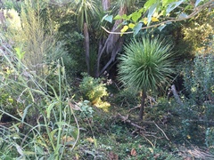 Haloragis erecta erecta