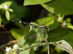 Austrogomphus prasinus