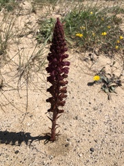 Orobanche sanguinea