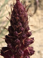 Orobanche sanguinea