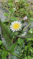 Sonchus