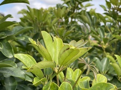 Misumena spinifera