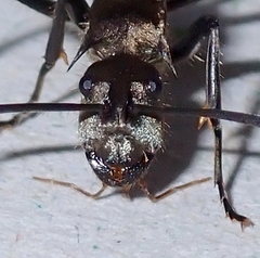 Polyrhachis proxima