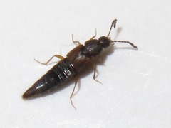 Oxypoda acuminata
