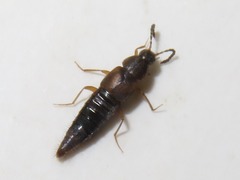 Oxypoda acuminata