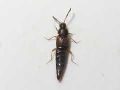 Oxypoda acuminata