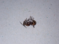 Polyrhachis proxima
