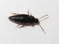 Tachinus corticinus