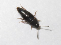 Tachinus corticinus