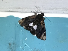 Catephia linteola