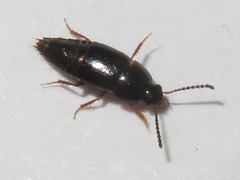 Tachinus corticinus