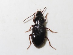 Pterostichus diligens