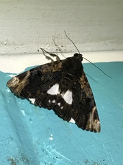 Catephia linteola