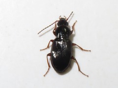 Pterostichus diligens