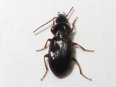 Pterostichus diligens