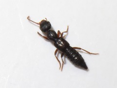 Rugilus rufipes
