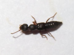 Rugilus rufipes