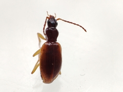 Oxypselaphus obscurus