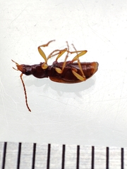 Oxypselaphus obscurus