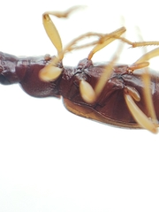 Oxypselaphus obscurus