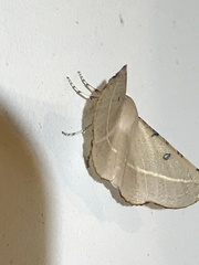 Oenochroma pallida