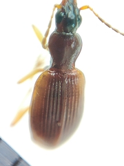 Oxypselaphus obscurus