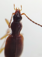 Oxypselaphus obscurus
