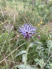 Carthamus caeruleus