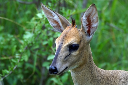 Red-flanked Duiker - Encyclopedia of Life