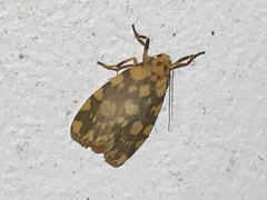 Miltochrista quadrilineata