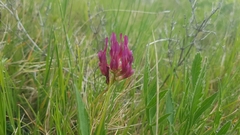 Astragalus monspessulanus
