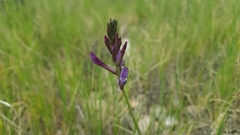 Astragalus muelleri