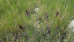 Astragalus muelleri