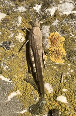Sphingonotus