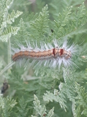 Bombycopsis capicola
