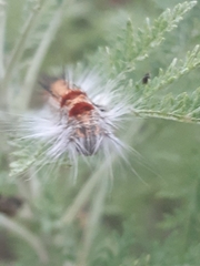 Bombycopsis capicola