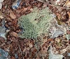 Usnea articulata