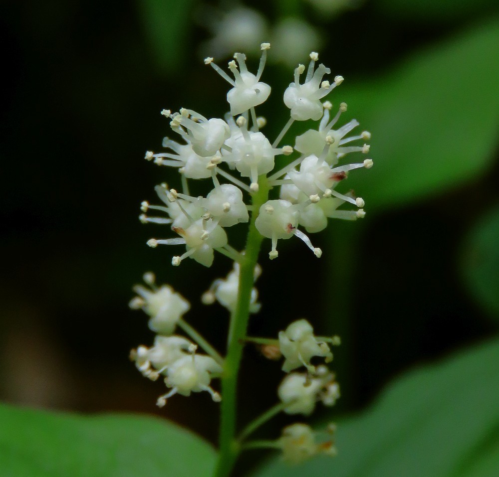 mayflowers